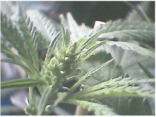 this plant has a bud on top but no hairs...is this a herm or male??? i dunno ...do i get rid of it??? someone please help? 
Update ::found it was male and yanked it...see next pics