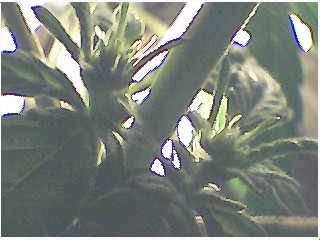 i thing this is above 1st nodes ...u can kida see small white hairs