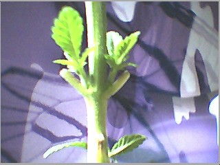 i think i got fertilizer on some leaves...i cut em off cause looked horrible...but new growth emerging