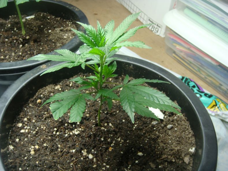 GDP is doing alright at day 14 GDP is a slow growing strain but yields chronic if your willing to wait 