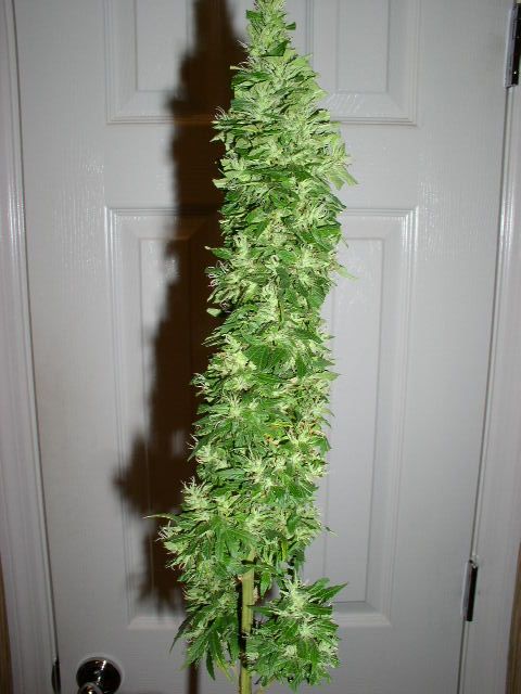 THIS BUD MEASURES ABOUT 15 X 5 INCHES!!!