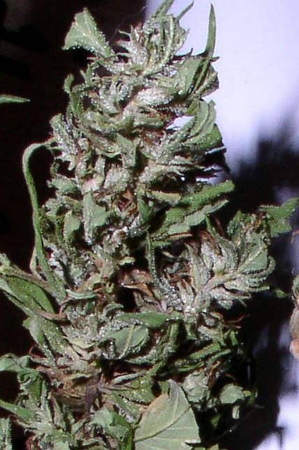 This plant matured early. I took full advantage of the situation. This bud is very fluffy and light, but very sticky with full and cloudy trichomes with 50% brown hairs.