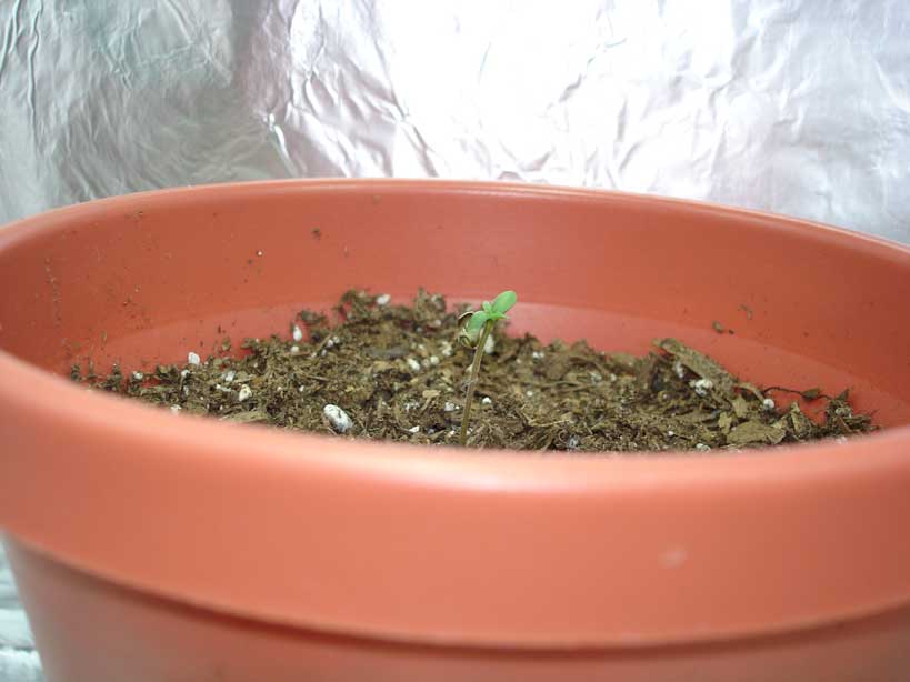 the first day was nothing but soil in the pot so here is the plant by the second day. keep in mind the seeds were germinated in paper towels before planting. at this point the other seed has not taken off and i have begun germinating another one.