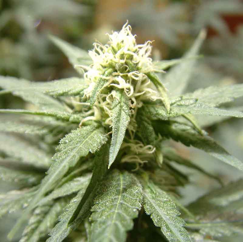 here's a bud after 25 days in the flowering cycle