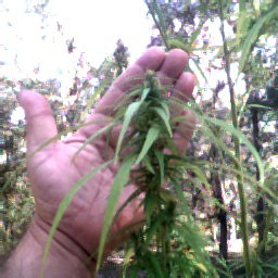 nother bud pix this one is looking  good 