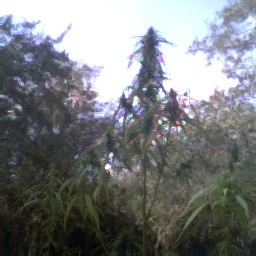 pix of biggest  plant with a nice looking  top  cola  notice all the nuggets ....