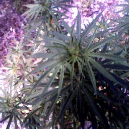 nother top view of 4 foot freek plant budding out 