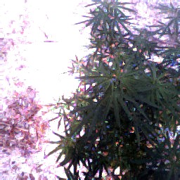 top view of 4 foot freek plant that is  growing  everywhere