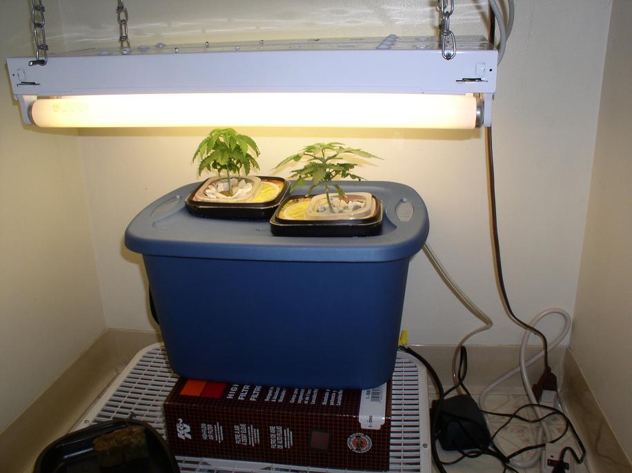 Still hoping to get away with a crappy closet grow, was afraid to spend money on supplies cause i was a hydro newbie