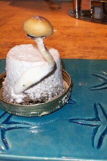 I figured I would share some mushroom pics with you :) They are cubensis b+ This is a lone shroom on a PF rice cake