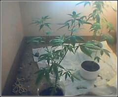 it had just started preflowering and was looking slick.. you can't see them very well, but there are 4 main budding sites. i miss that plant...