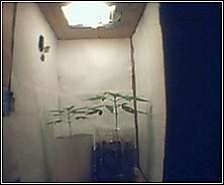 a view of the garden at about 3 weeks. the smallest seedling (nicknamed the retard) we allowed to grow in a yogurt cup by the window b/c it wasn't getting enough light. it started growing very slowly and grew alternate nodes almost from the start...my roomate and I considered it bad genetics so it became the experiment. 