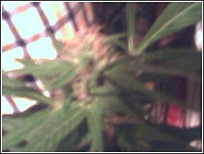 a closer shot of the bud.