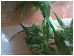 these harvest pics were taken right after it was cut, so the buds were still fresh, it only yeilded 1/2 ounce wet, but dang what a high...