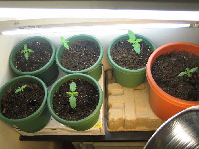 All of my seedlings together starting their new life 10-30-08