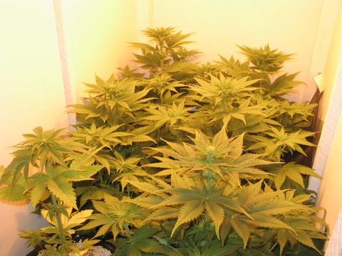 here they are in there 1st week of 12/12