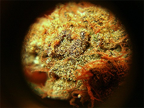 This is also old, stash. Taken with a jeweler's loupe.