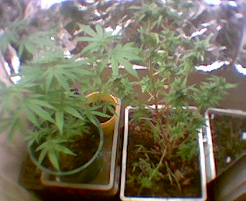 the ones on the left are 4 weeks old the one on the right is 3 mounths i just trimmed it an had a yeild of four ounces 