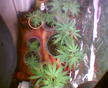 ive taken this photo to show the size of the grow room 