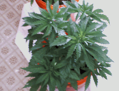 one day before flowering..14