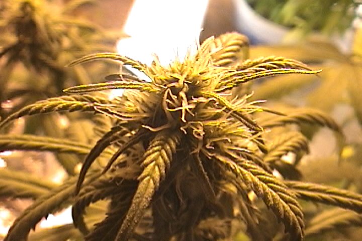 priceless bud is your own grown bud