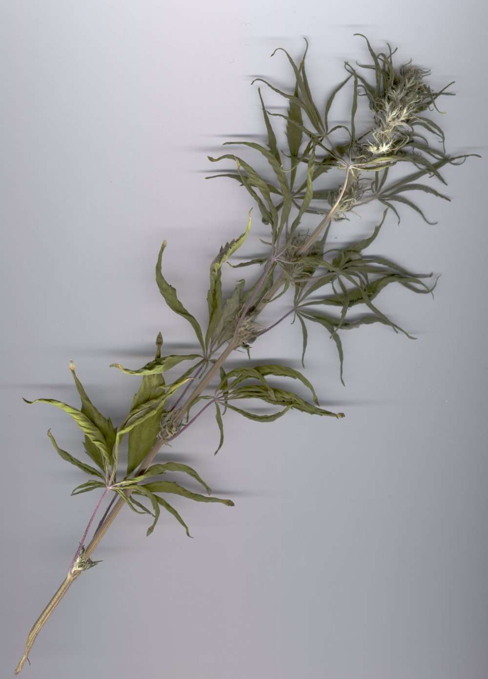 one of the olny left i remebered to scan one whole branch it was one of the smaller ones.