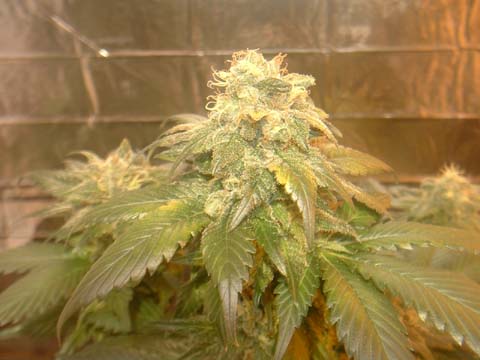 more blueberry at 51 days