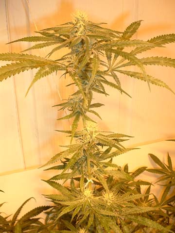 the white widow at 28 days of 12/12 light looking nice