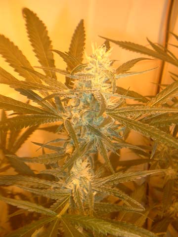 white-widow at 29 days flowering