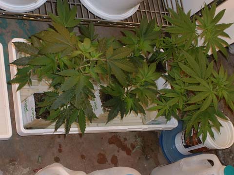 here's the clones in the nutrient tray.  again, once a day for about 10 minutes.