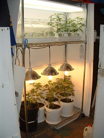 here's another that shows the moms, clones and cuttings.