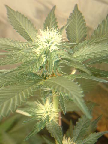 the ultra-skunk at 19 days under the halide in the flower room. 