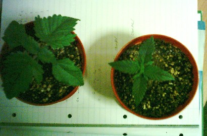 The two early started plants - notice the size difference - both at day 11