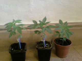 dont have enough space for these girls but there doin well on my windowsill
