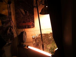 Here is a shot of my setup in my closet.    I have alot of space but not enough light probably.  Nothing beats .99 cent foil on the walls.  Anyone notice my Megadeth poster in the back?