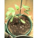 The fourth Plant is a baby just grown going to kill off and grow the three.. If u can think of any more pics i should take pls post looking for most coments i can get....