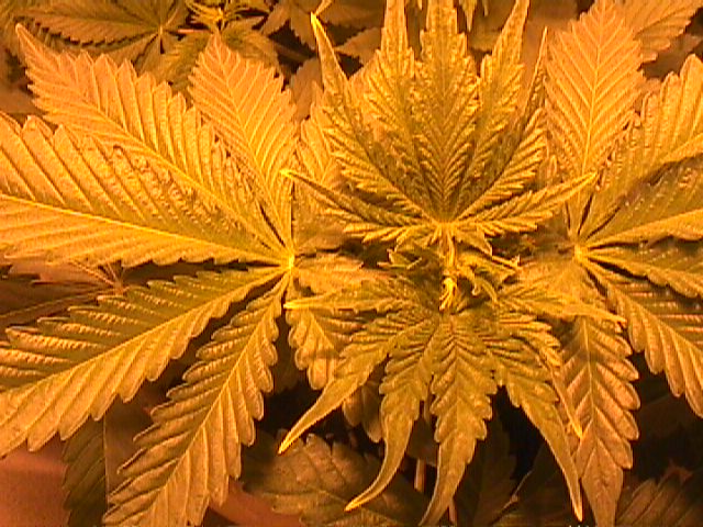 just set the ligh back to 12/12 lookin good