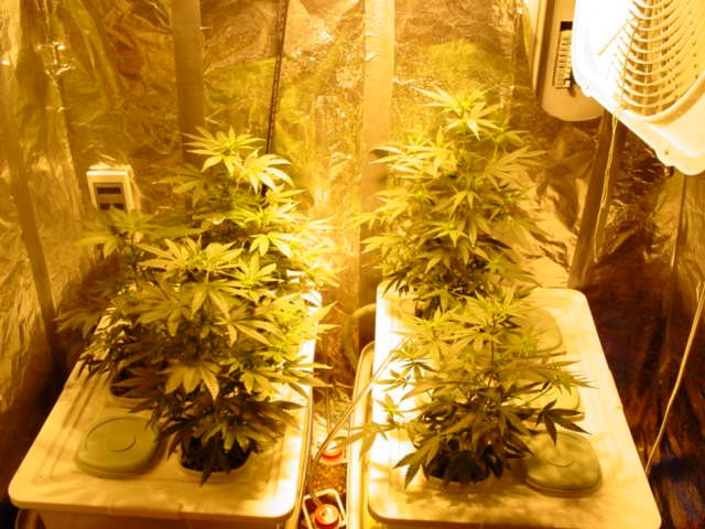 Shiskaberry on left, N.L. on right.  Theromstat fan controls the temp to 85 constant.
