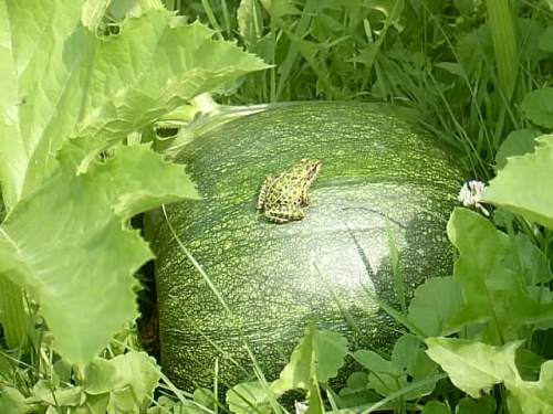 This guy found a home on my pumpkin.....hehe!