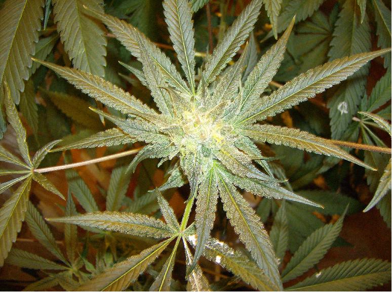 well lit photo of a smaller bud