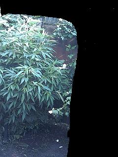 not a real good pic, best i can do for now  frist week flowering.

GOT  RIPPED  OFF  9-22-04  :(