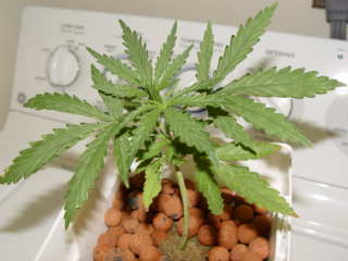 G13 Power Skunk started on 8/04

Nuits @ 1280