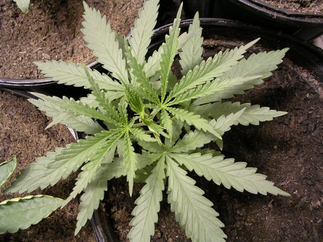 Great looking leaves, lush compact growth, what I expect from organics and a MH bulb. I just wonder why certain plants are thriving yet others are sluggish...I guess this is the price of bagseed genetics.
