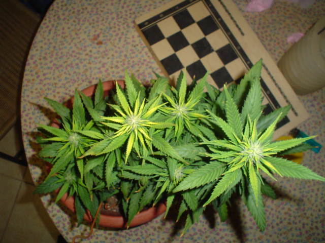 day21 12/12.. top shot..see the four main buds..