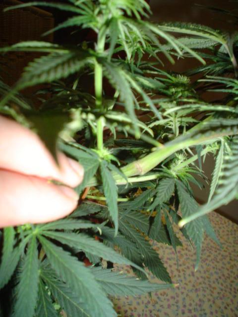 super cropping...lets hope anyway.. happend by mistake, trying to tie her down..17 days 12/12  opps!!!