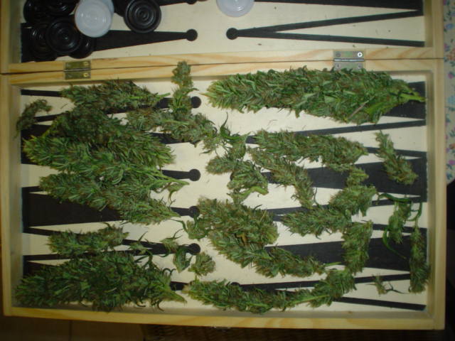 yeh baby,, buds buds lots of buds.... happy days are here to stay...
