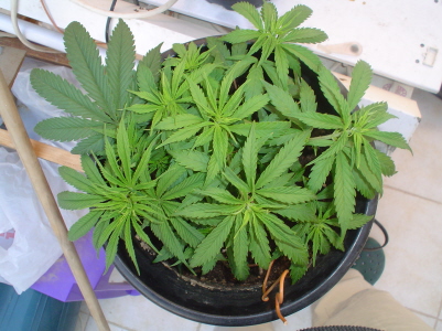 this one is 10 weeks old and will be put in to flower in the next few days, lots of bud sites hope its not a gezzer.....