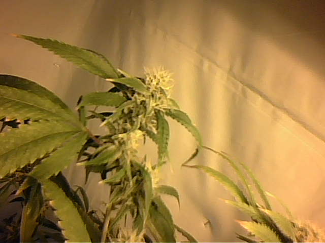 This is the only pic i have that is alright with my cell. This is a couple buds on top.