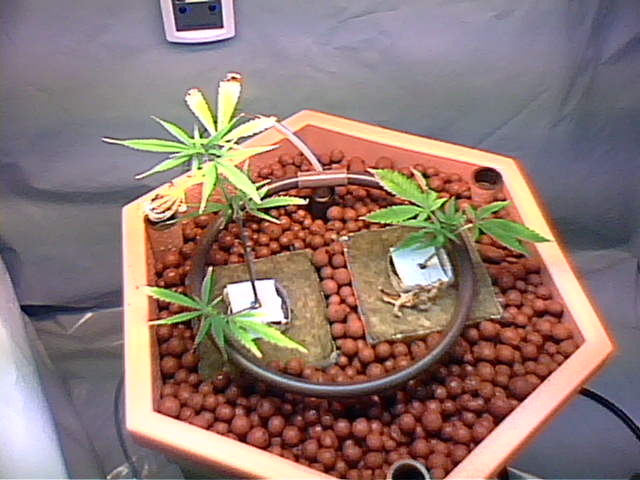 These clones were just transplanted into this 5 gallon powergrower hydro system.