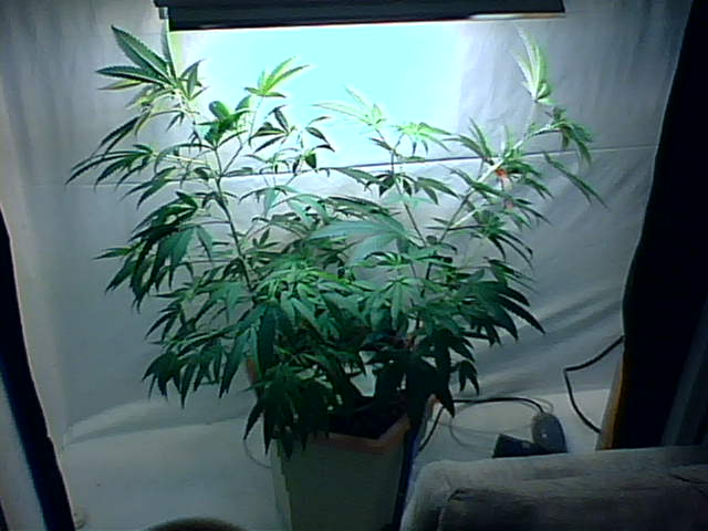 This is now the current grow room that its in and still veged for about 3 more weeks in this.